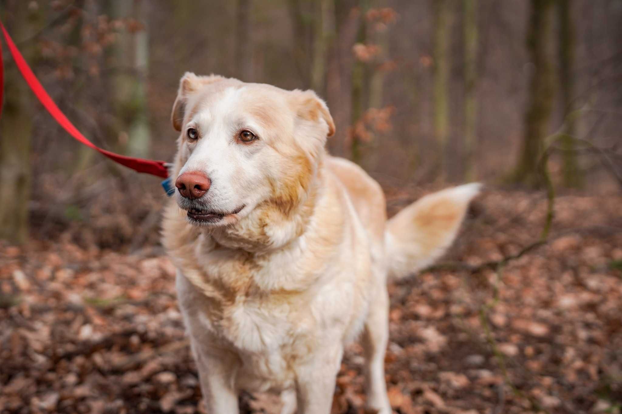 Spokojna Kaja szuka domu! OTOZ Animals Schronisko Ciapkowo w Gdyni