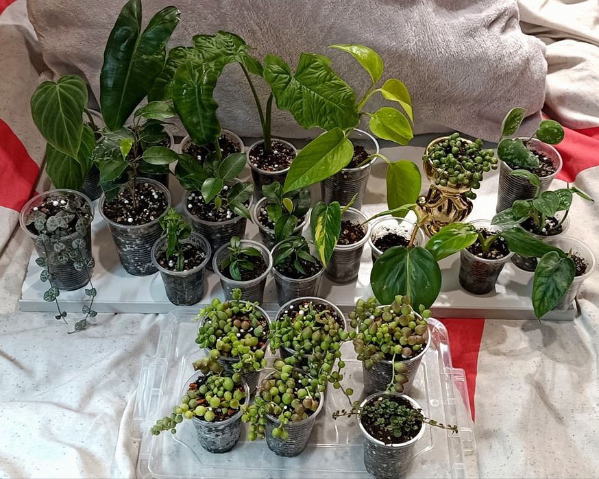 Распродажа комнатных растений/обмен
