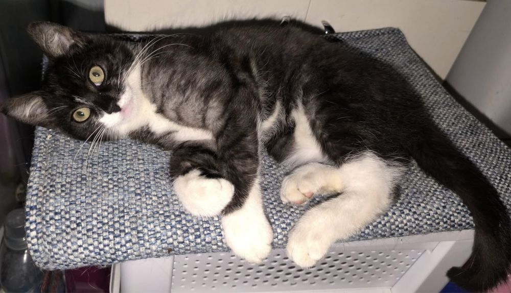 Przystojny młody kawaler do adopcji