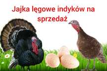 Jajka indycze - DOSTĘPNE Zapraszam