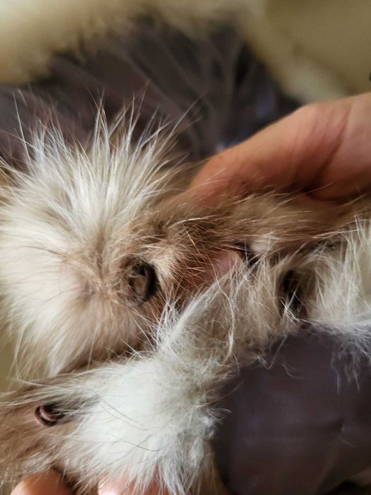 Etola z lisa naturalne futro szalik