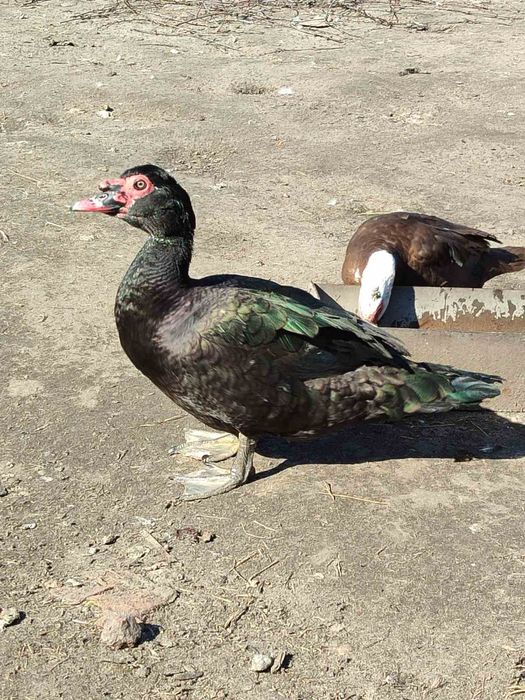 Продам своїх красунчиків 7 міс