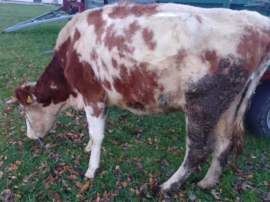 Sprzedam zamienię Młoda mięsna krowa