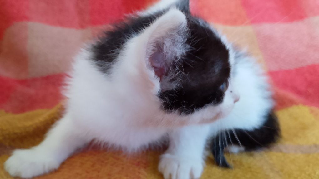 Котята домашние 1.5 месяца