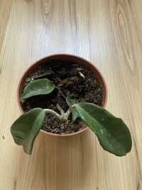 Hoya hoja Krinkle 8 - rosnąca sadzonka