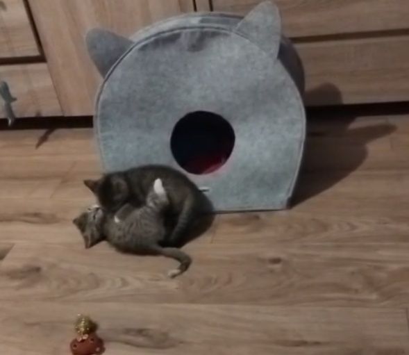 Dwa kociaczki, 2, 5 miesięczne