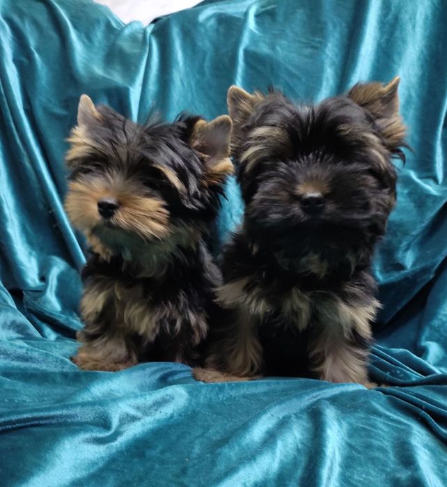 Девочки и мальчик щенки Йорки 2,5 мес
