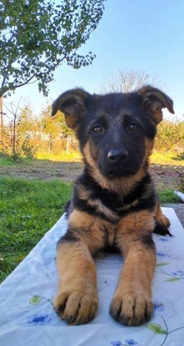 Цуценята Німецької Вівчарки з документами КСУ