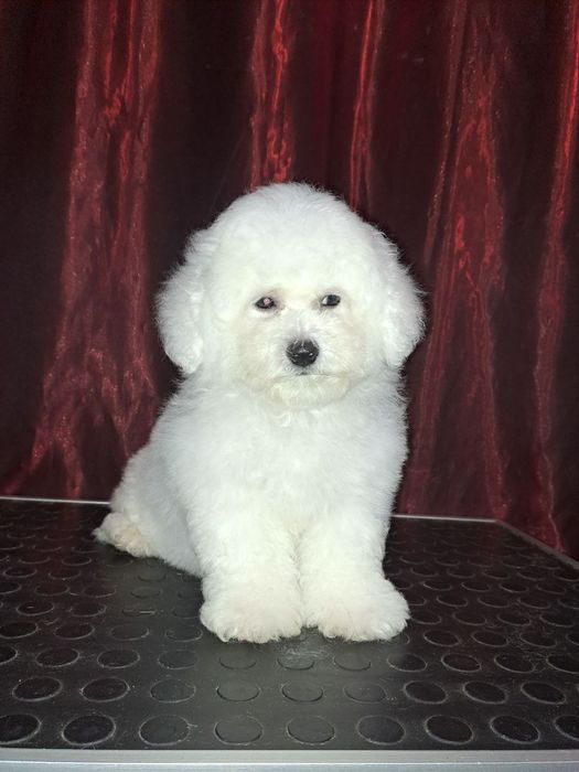 Щенки Бишон Фризе — питомник «Симфония Души»