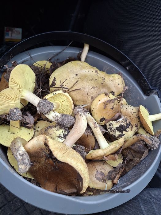 Gąski  zielone  sprzedam