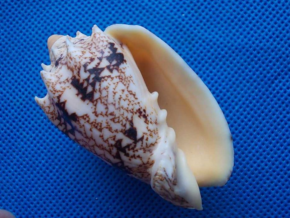 Muszle morskie- Cymbiola chrysostoma