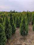 Tuja Szmaragd Thuja Smaragd Żywopłot 100 120