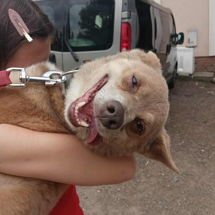 Mały Dżeki piesek do adopcji