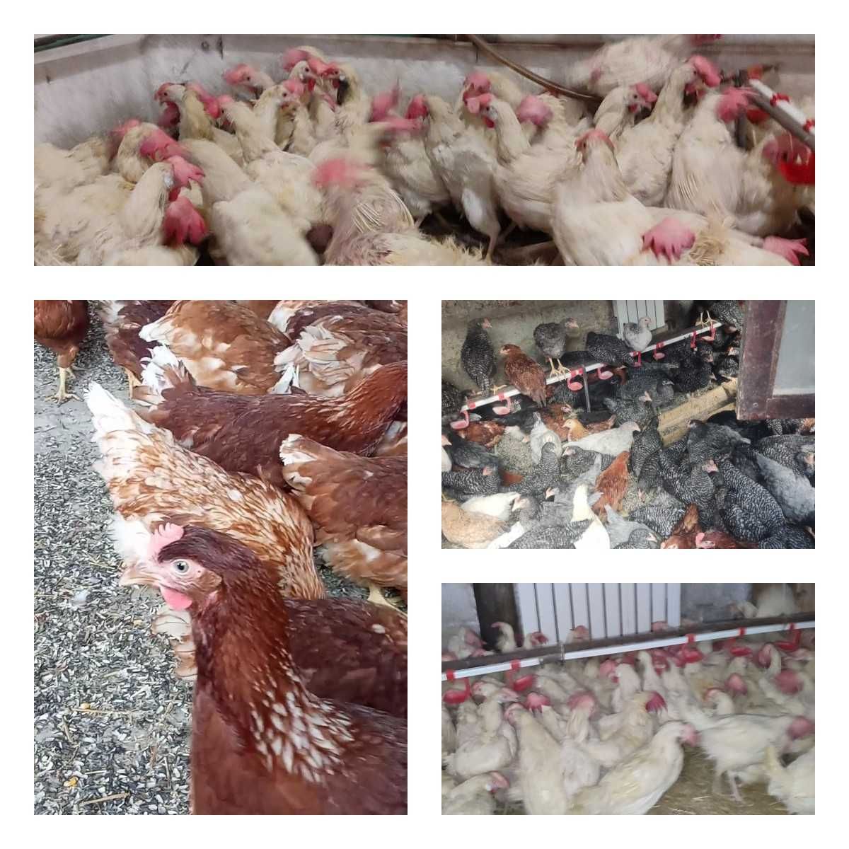 Продам кури несушки! Доставка безкоштовна. Романів