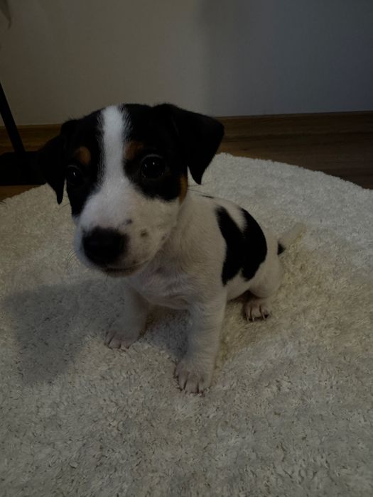 Готуються до продажу цуценята Джек рассела