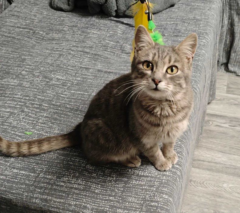 Стерилізована кішечка 6-7 місяців