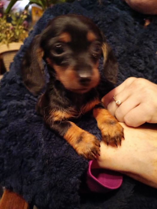 Sprzedam suczkę jamnika kruliczego