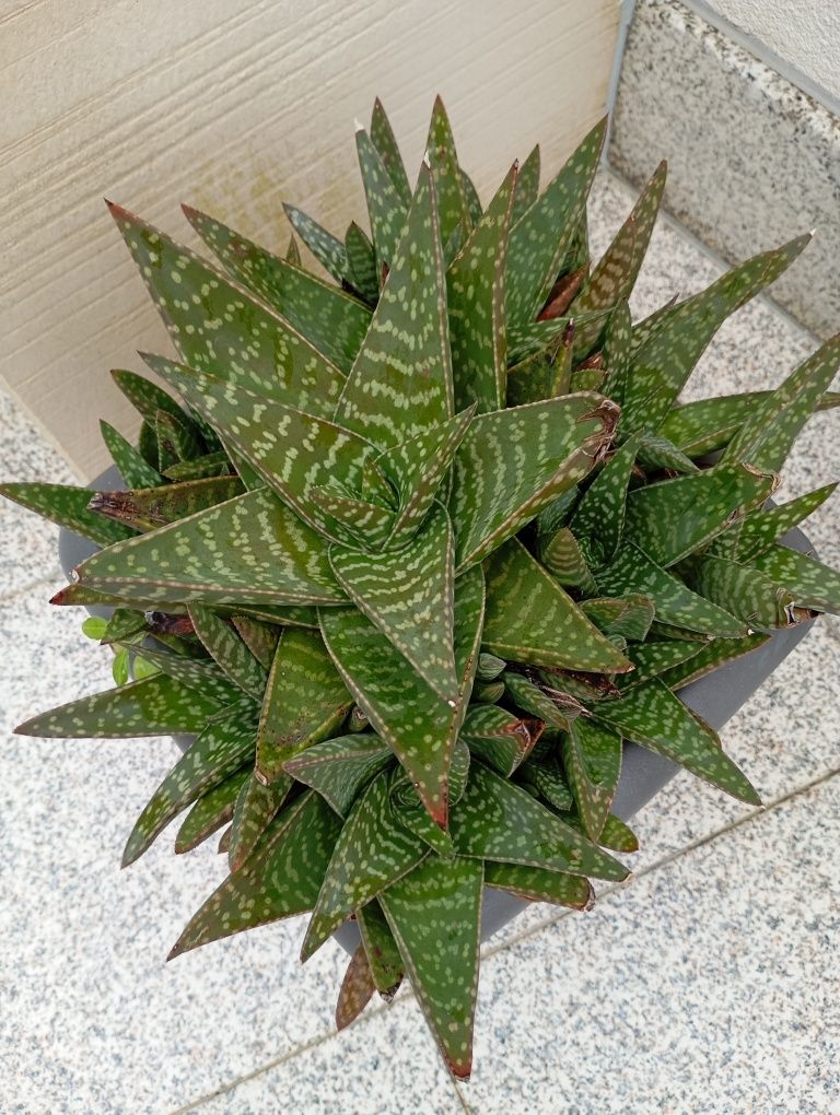 Suculenta grande