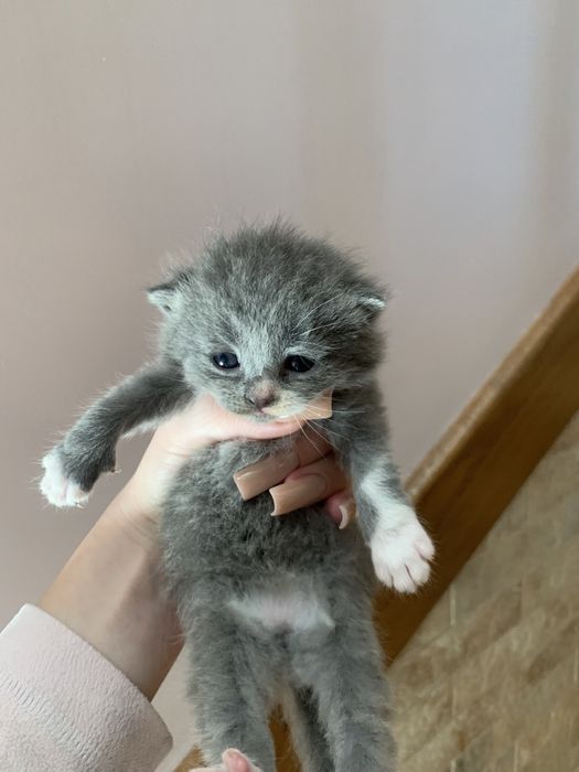 Бещкоштовно кошення в добрі руки