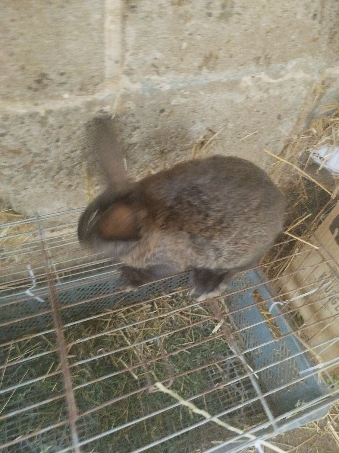 Sprzedam 3 króliki 4 miesięczne