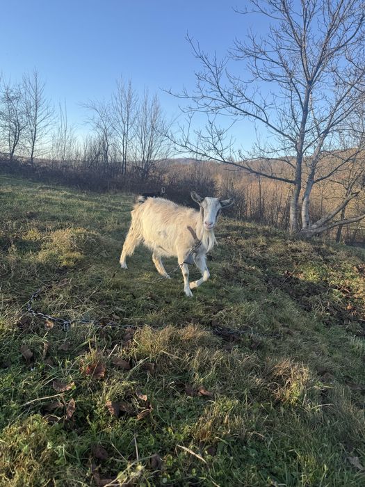 Продам дві кози