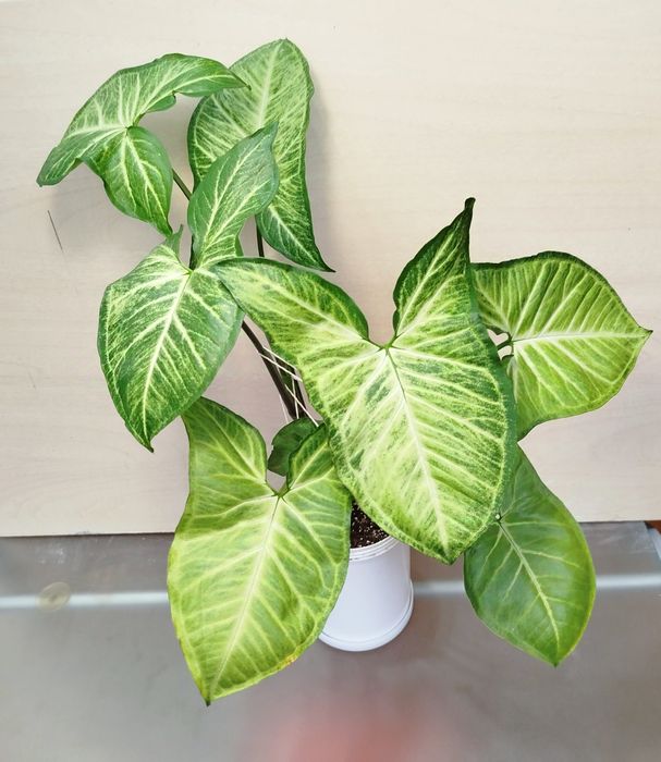 Сингониум сингоніум кімнатна рослина декоративное комнатное растение