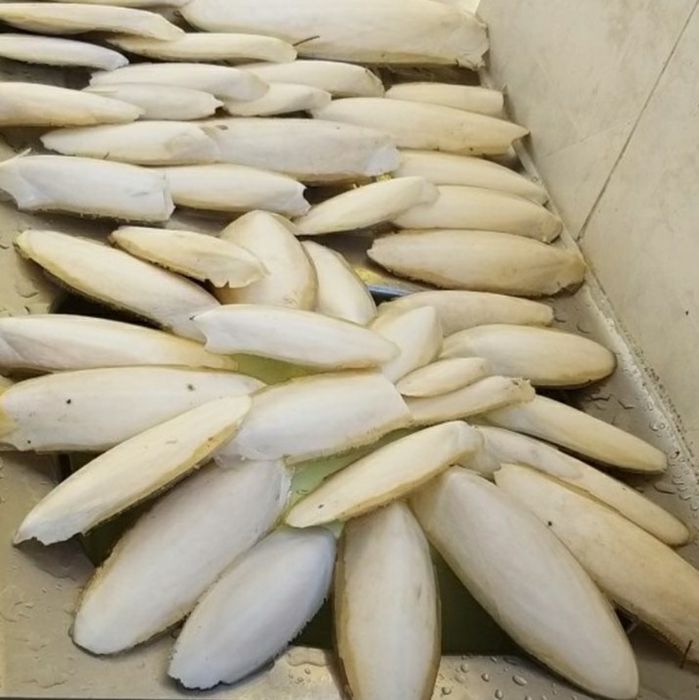 Osso de choco. Cálcio para aves, tartarugas e répteis.