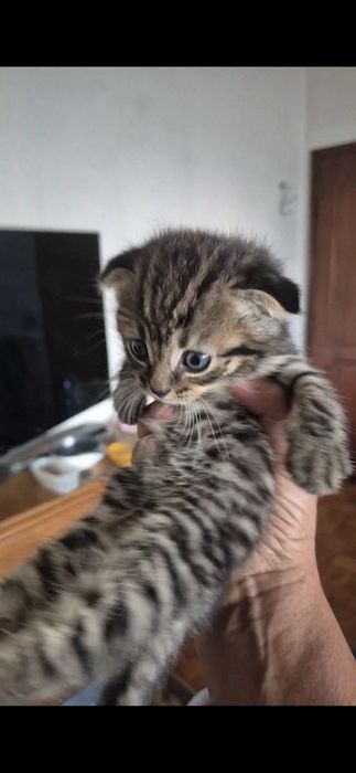 Scottish fold macho tabby