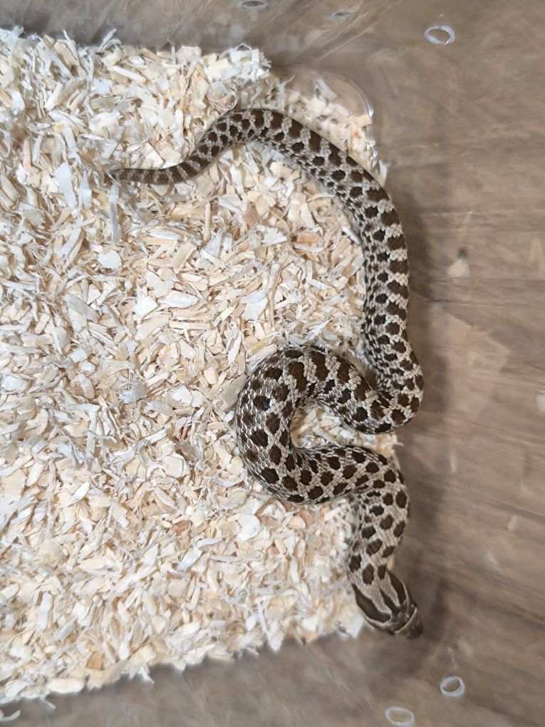 Heterodon zachodni