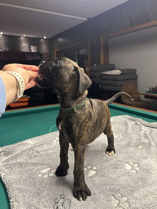 Cachorro Boxer excelente linhagem