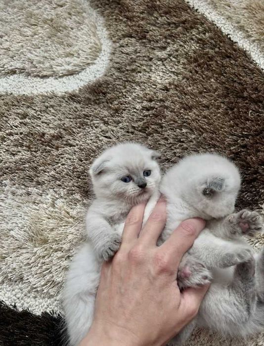Котики висловухі
