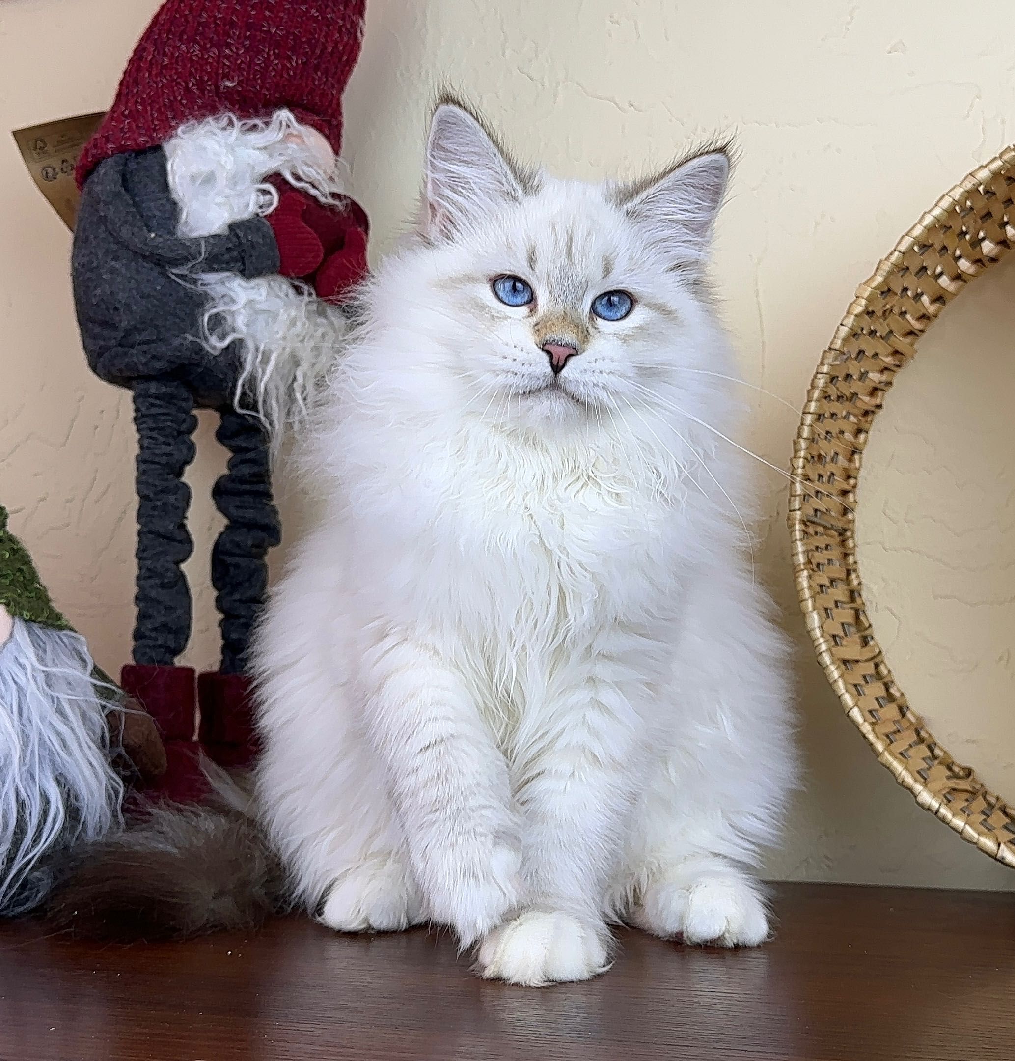 синьоокий красивий котик нєвський маскарадний з документами