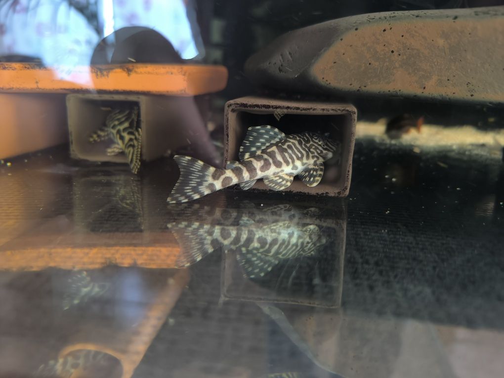 Pleco L134 adultos