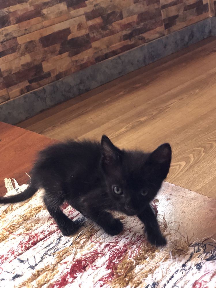 Gatinhos e gata para adoção