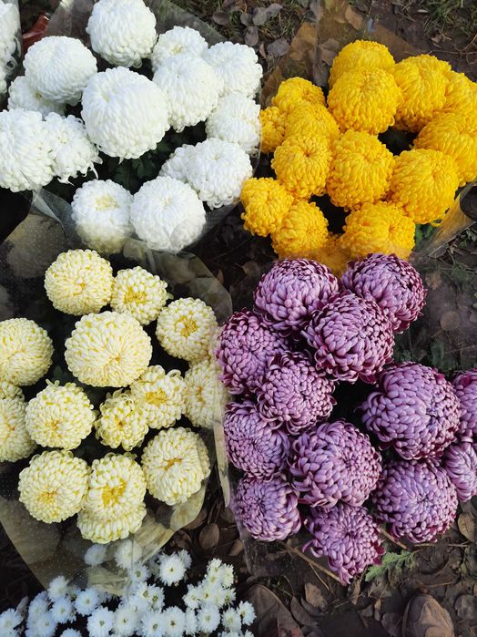 Chryzantemy doniczkowe