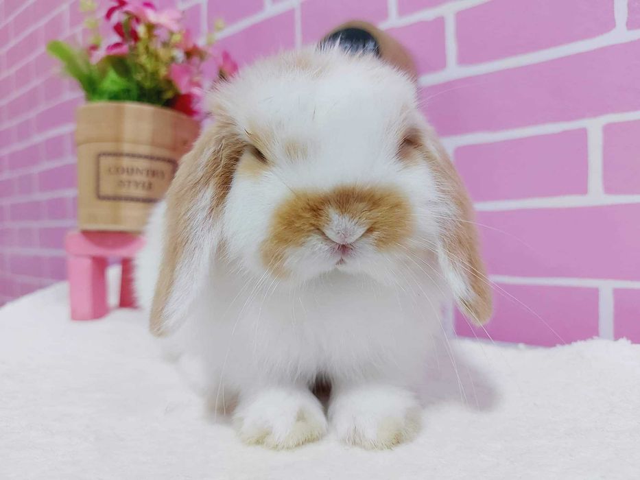 Coelhos anões orelhudos + gaiola nova + alimentação adequada