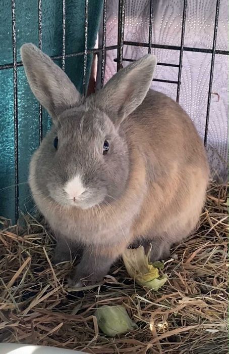 Romeo i Julia do adopcji