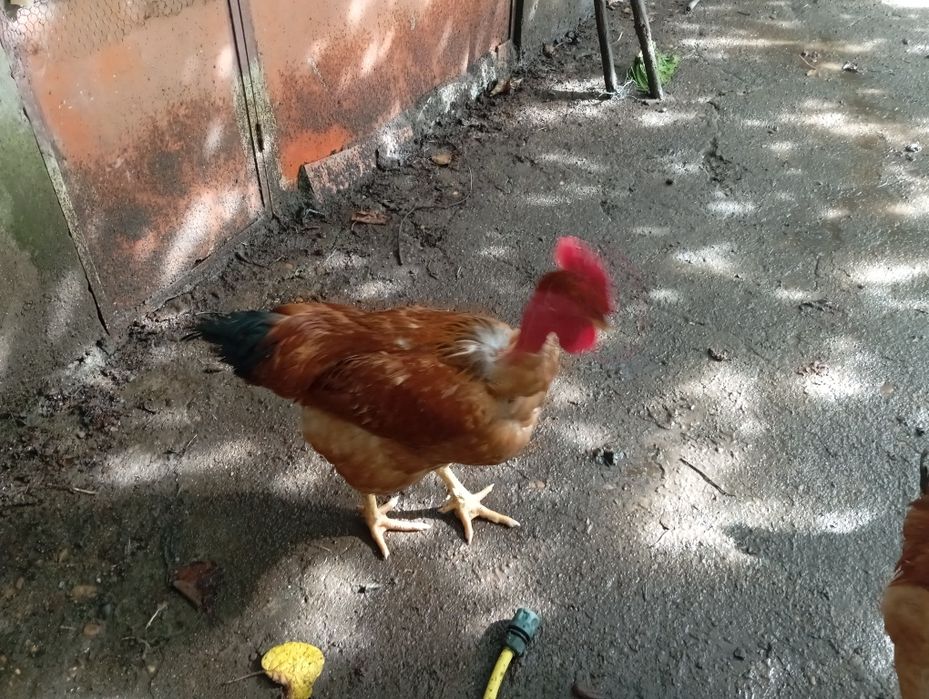 Galos criados ar livre