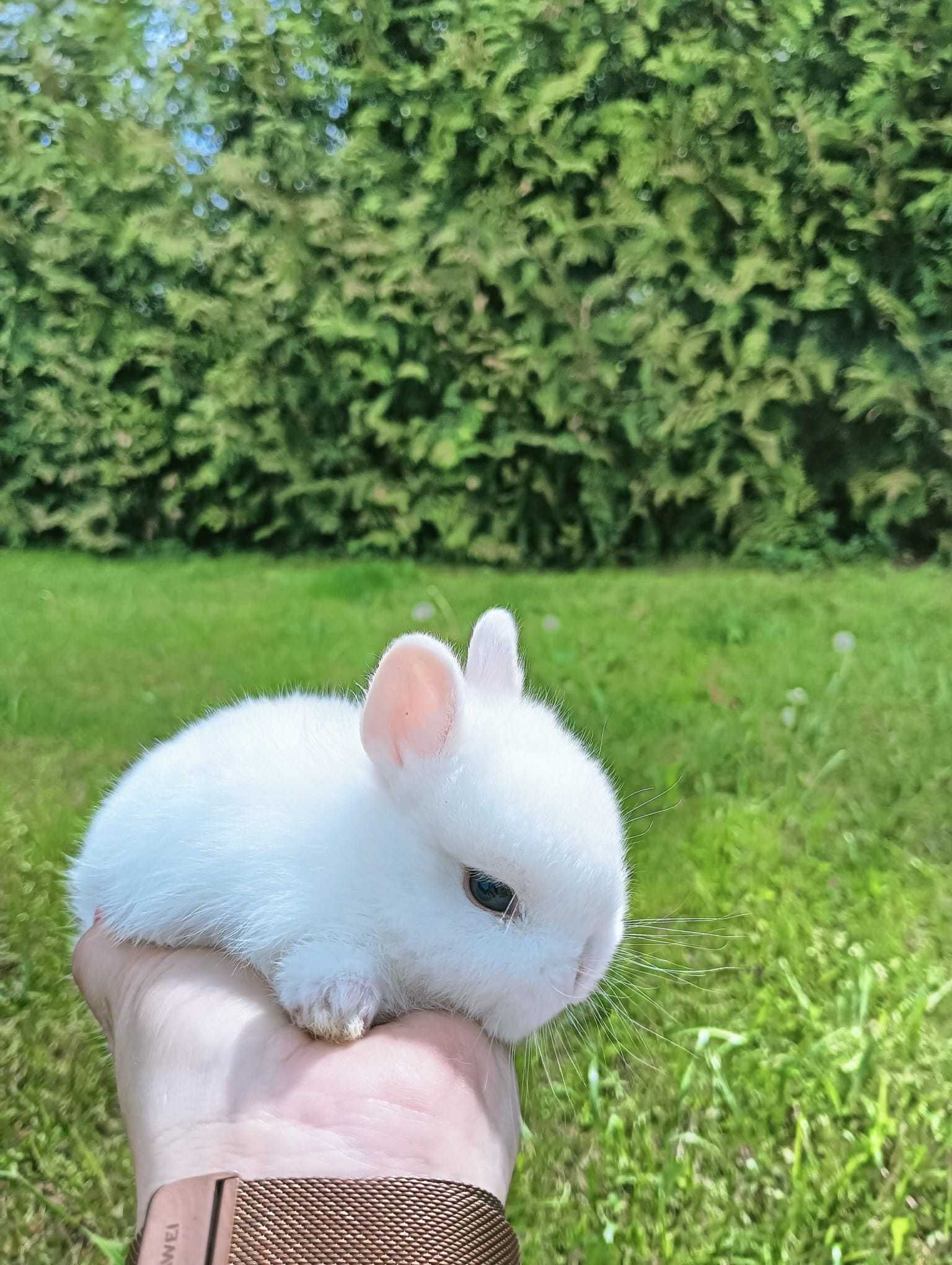 Hermelin niebieskooki Króliki miniaturki Mini lop  Karzełki Tedi