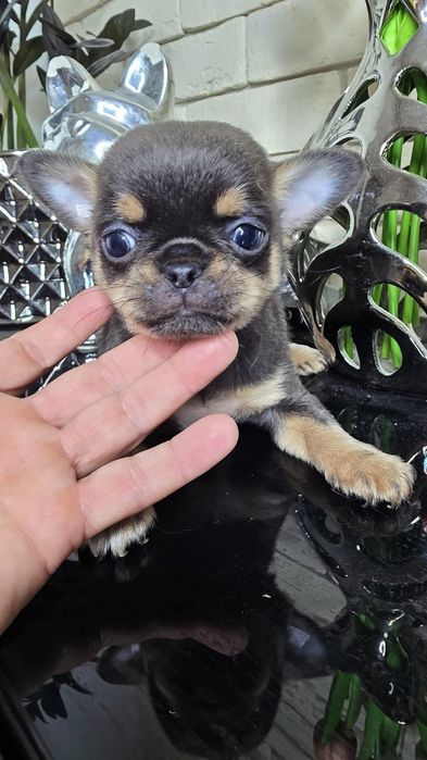 Chihuahua krótkowłosy blue tan