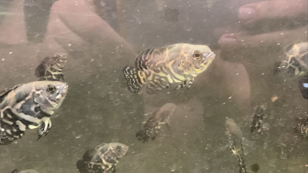Oscar red Tigre 3/6cm