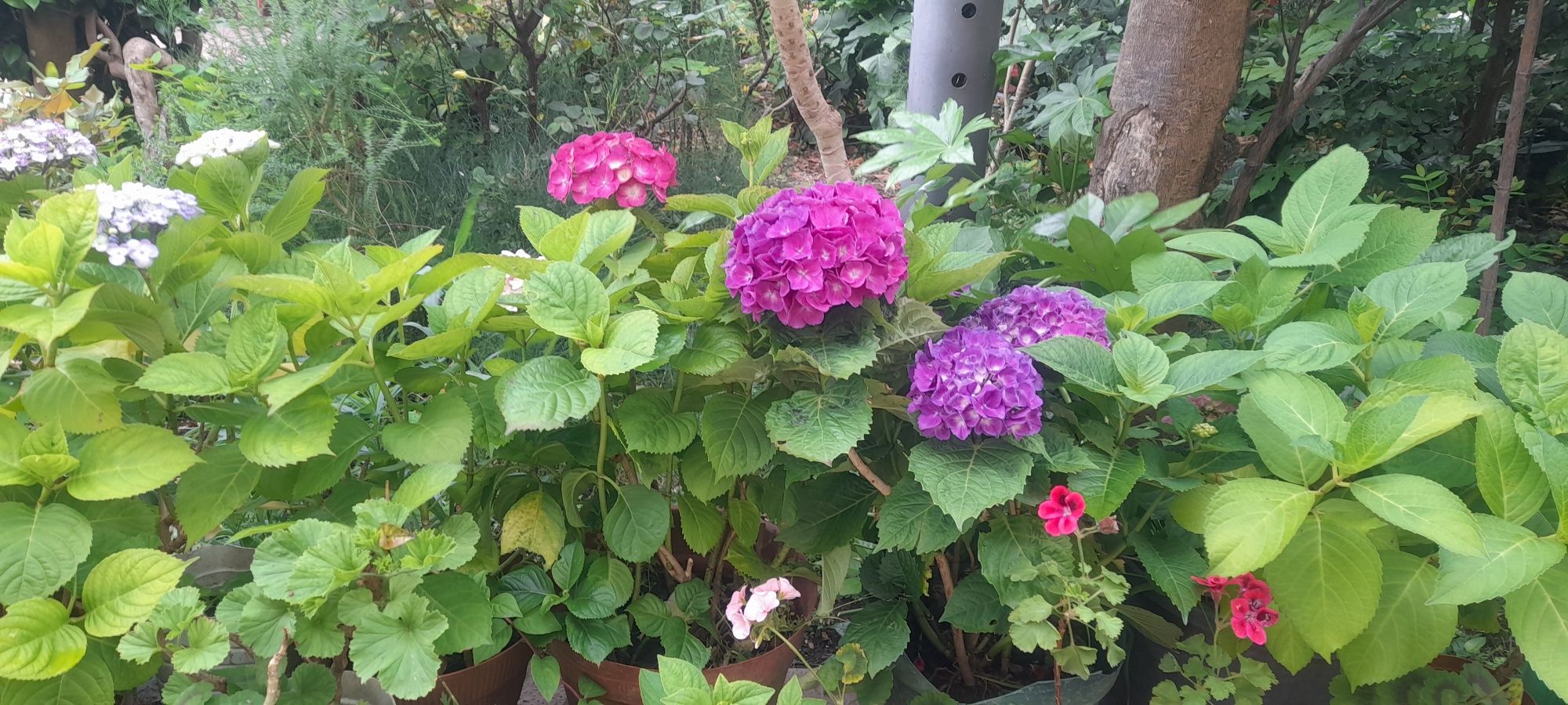 Vasos de Granjas/Hortensias