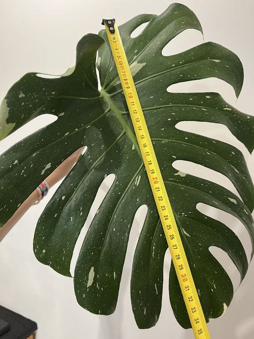 Monstera Thai Constellation