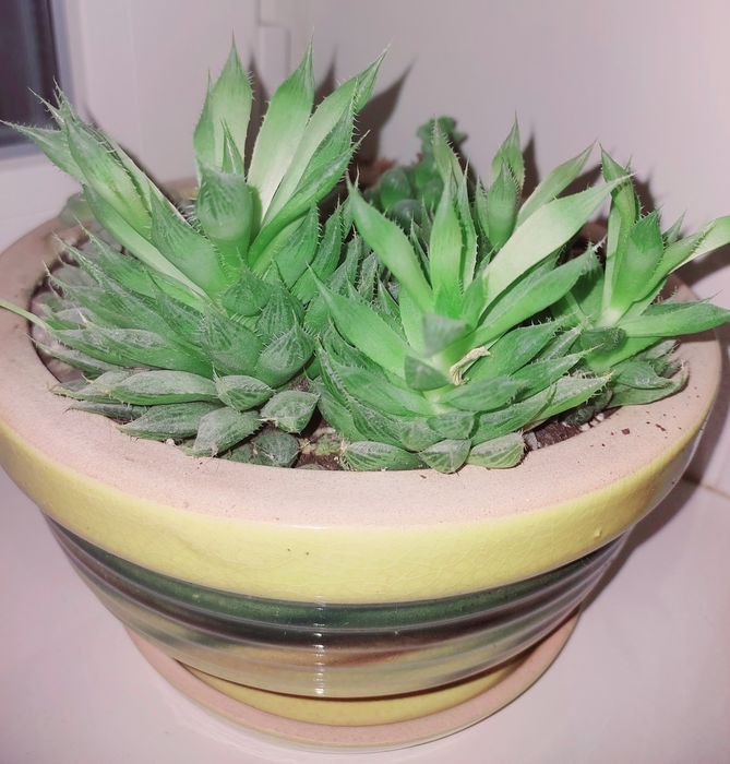 Суккуленты и другие цветы_2