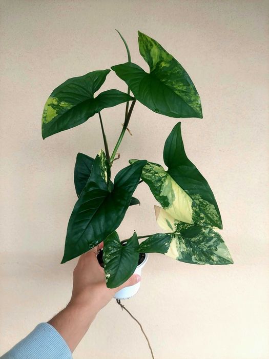 Planta Syngonium aurea