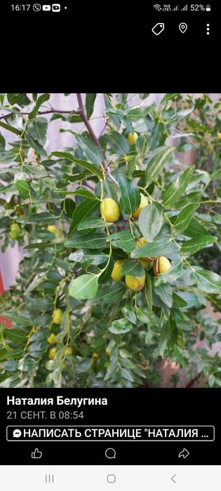 Саджанці унабі (зізіфуса)