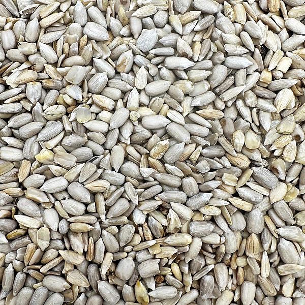 14kg SŁONECZNIK ŁUSKANY 99% ziarno na zimę karma zimowa karmnik Champi