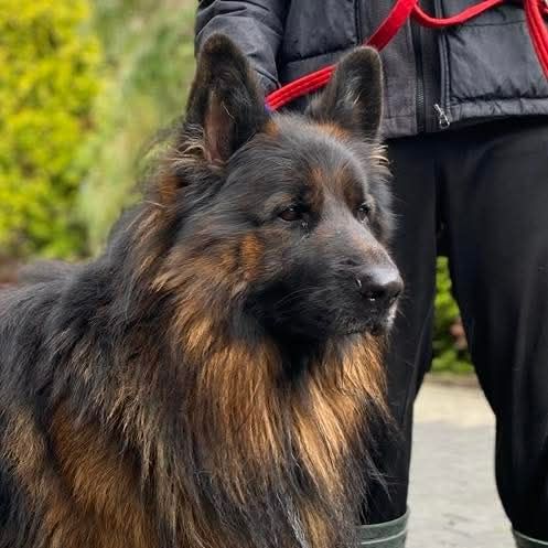 Piękny owczarek niemiecki Zeus do adopcji ze schroniska.