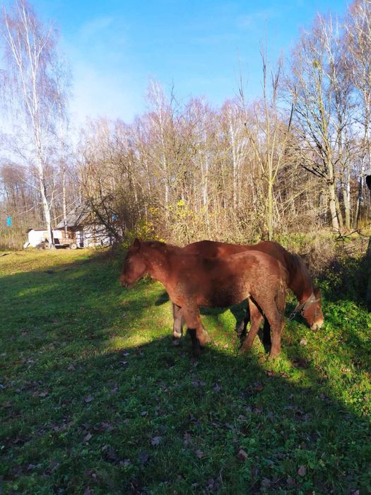 Продам лоша 8 місяців