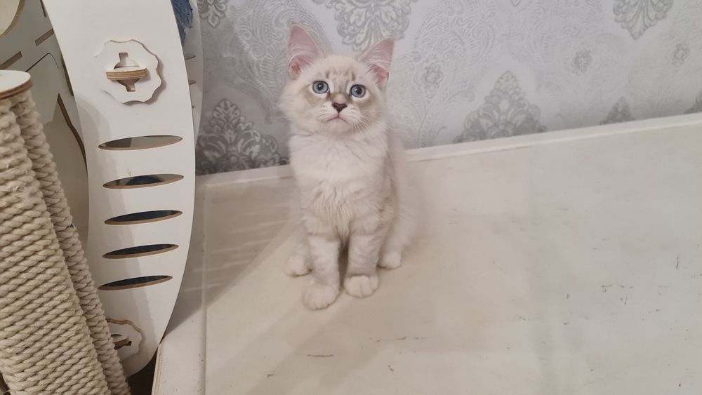 Котик сибирский (невский маскарадный)готов к переезду